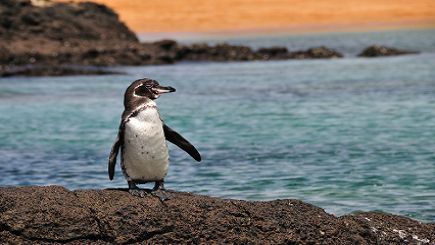 Cruising The Galapagos On The Explorer Ii with Peru, Ecuador's Amazon, Arequipa & Colca Canyon